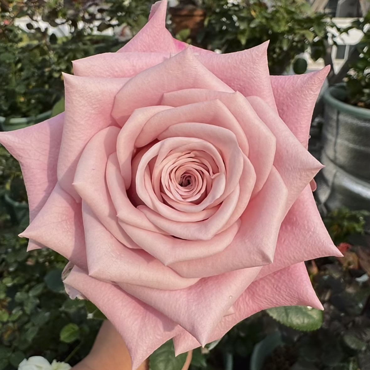 粉曼塔根接苗匠人月季鲜花批发玫瑰花四季开花阳台盆栽植物月季花