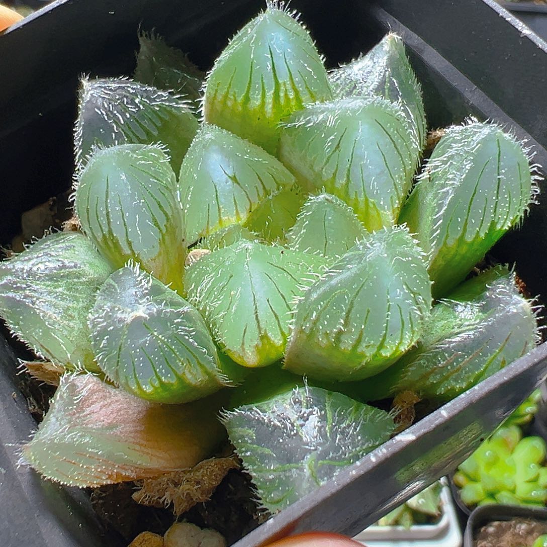 史努比玉露多肉多肉