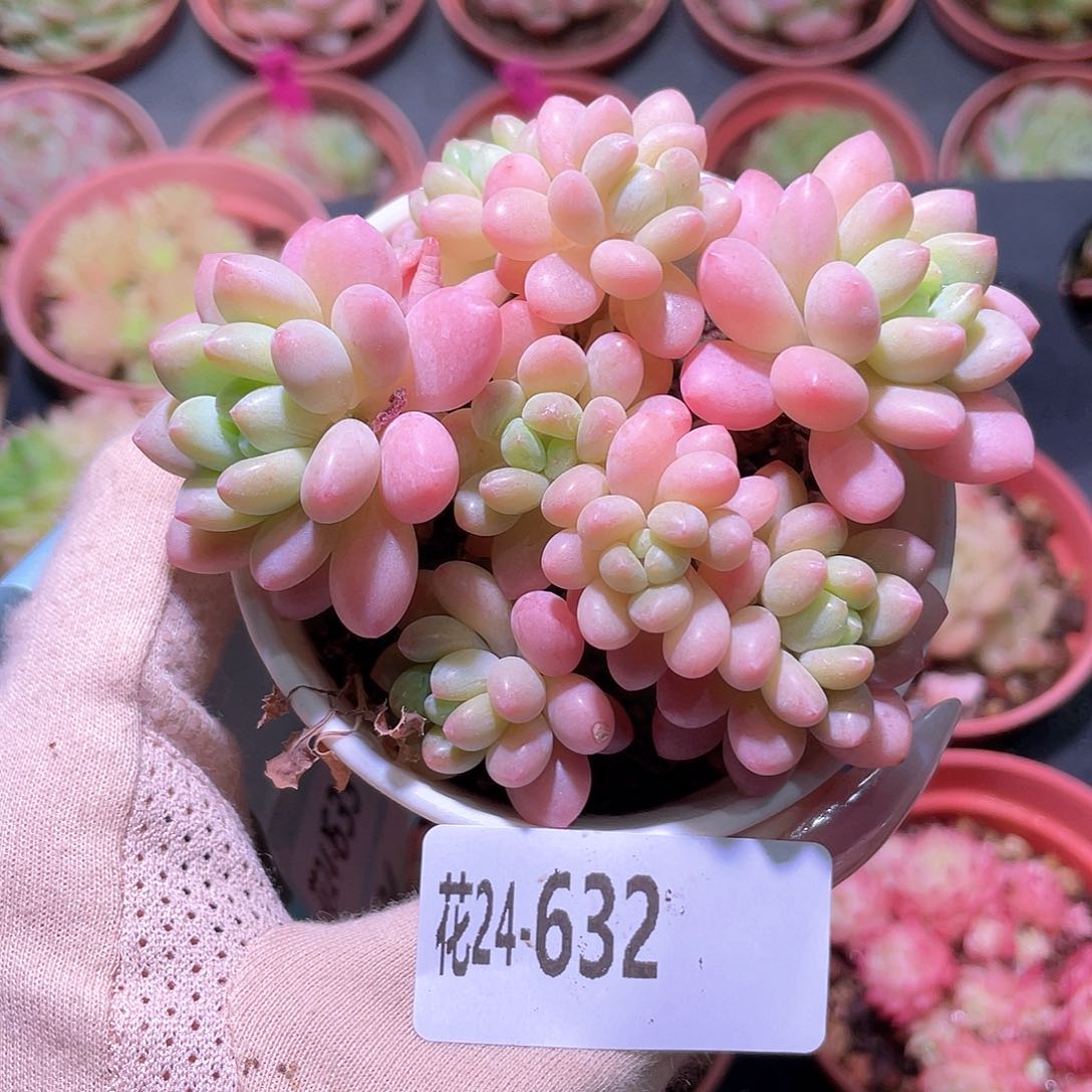 花利美24-632洛可可