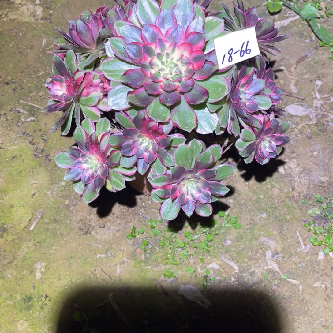 12-18-66黑魔锦法师锦