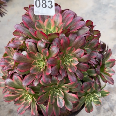 083安娜25厘米左右