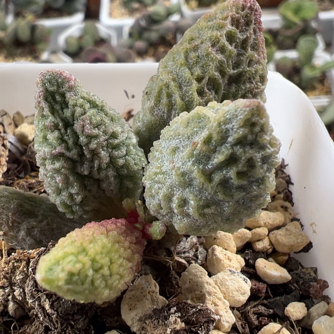 苍穹单头纯木质桩多肉植物