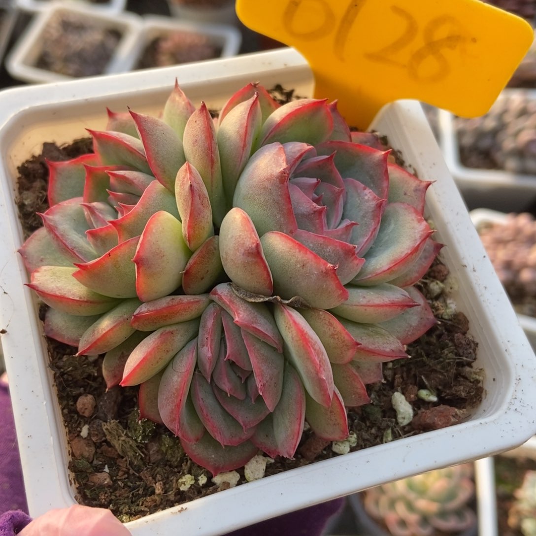 6128侧影多肉植物保护