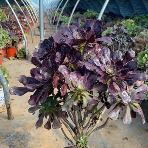 圆叶多肉植物055