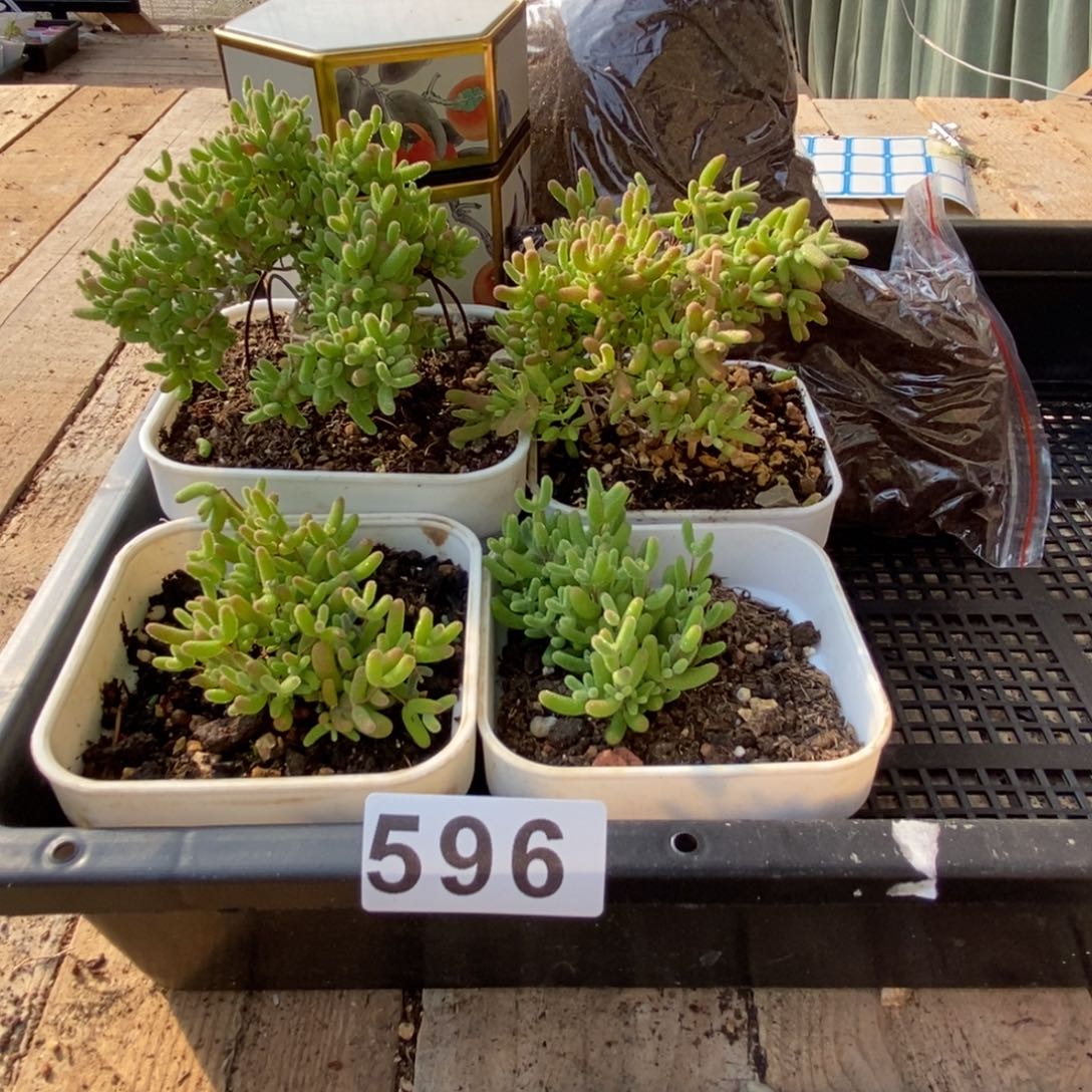 枝干番杏多肉植物596