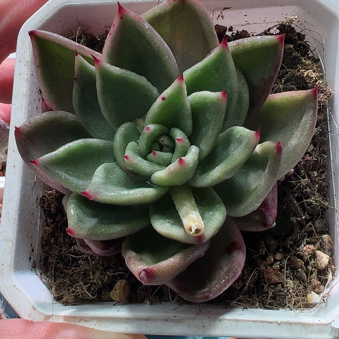 东云，个别叶片带点点锦