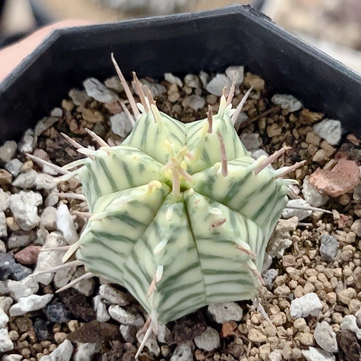 斑马大戟锦仙人球