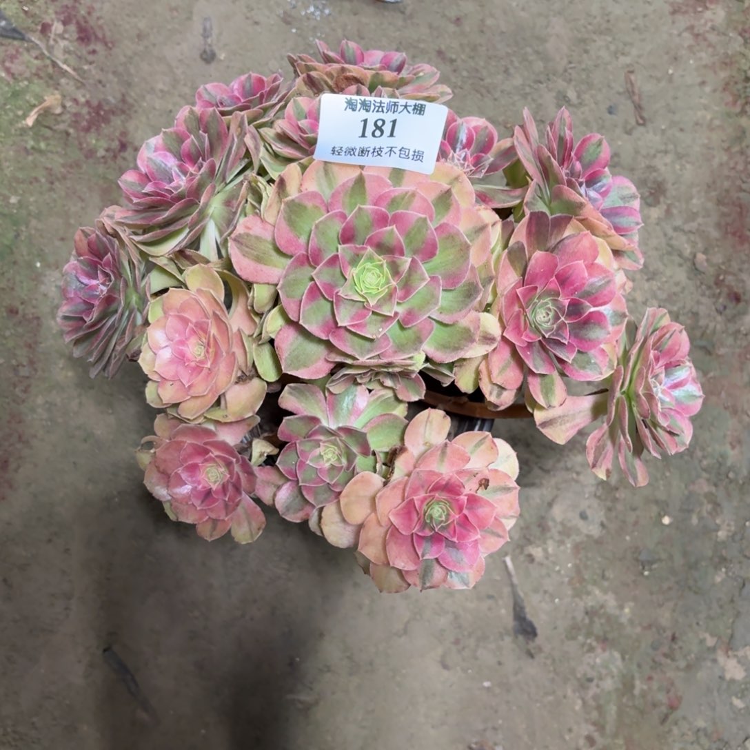 181雨荷多肉植物法师