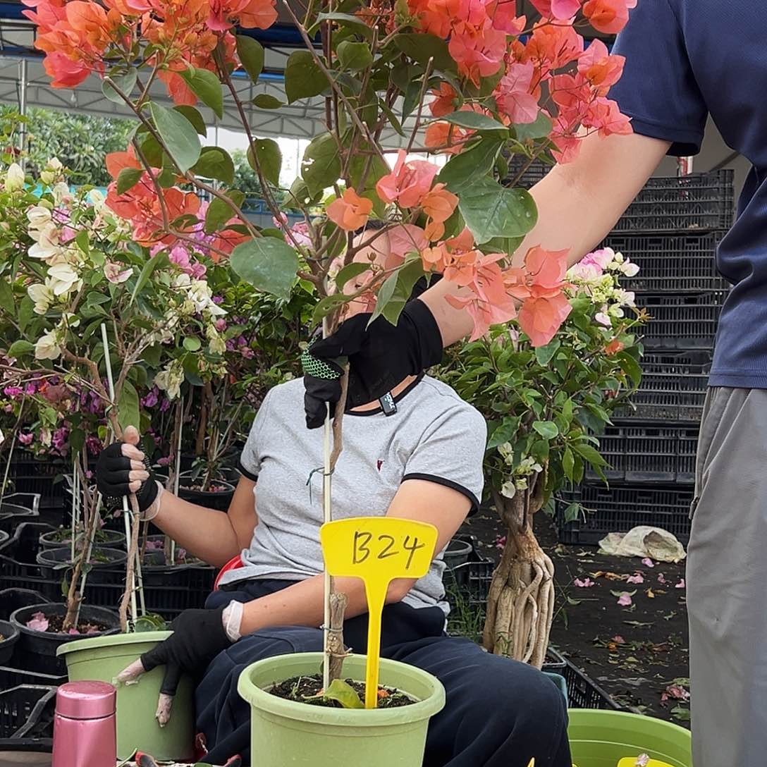 大***丫大部分花苞少量开放B24波妹