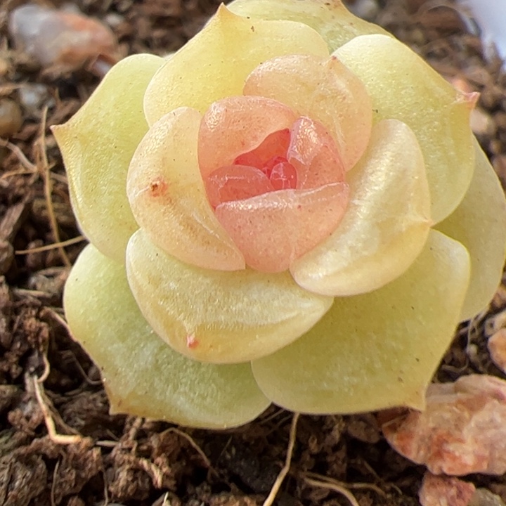 b13 精品糖心，一物一拍，尺寸不大介意勿拍