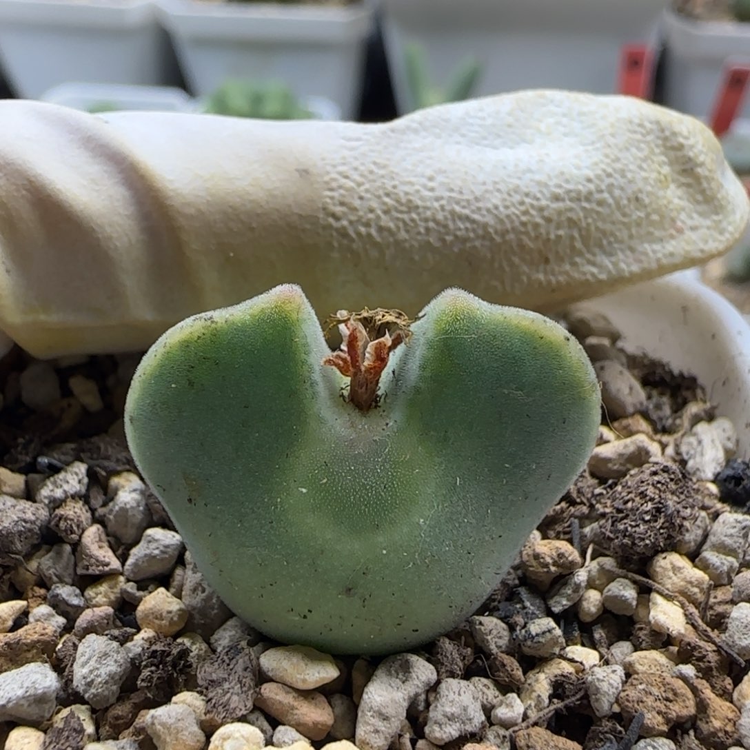 b***u12-13-当天满38包邮4年矮胖空蝉2.4cm脱土