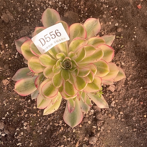 556倾城多肉法师锦