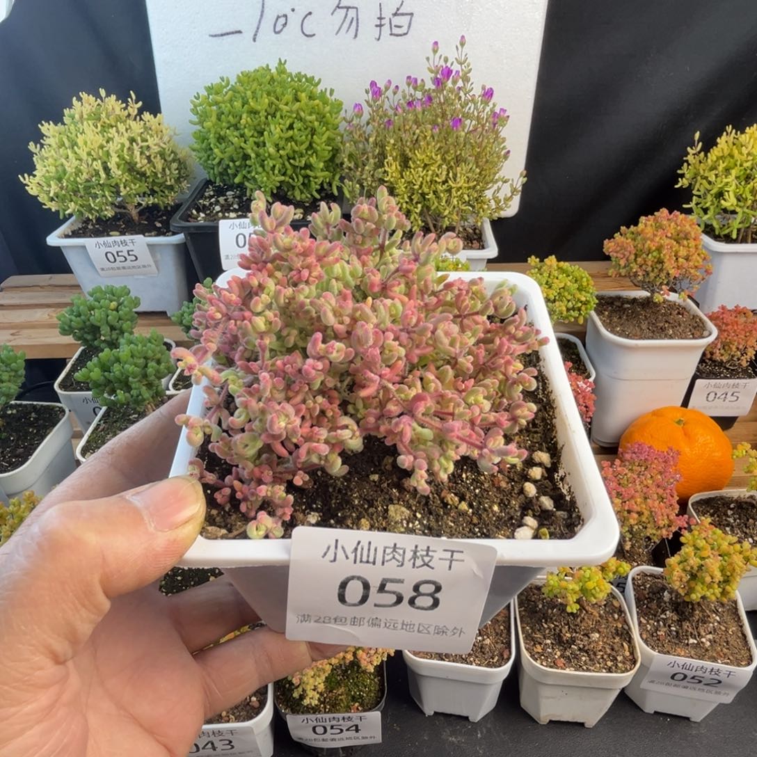 058枝干番杏红宝石锦