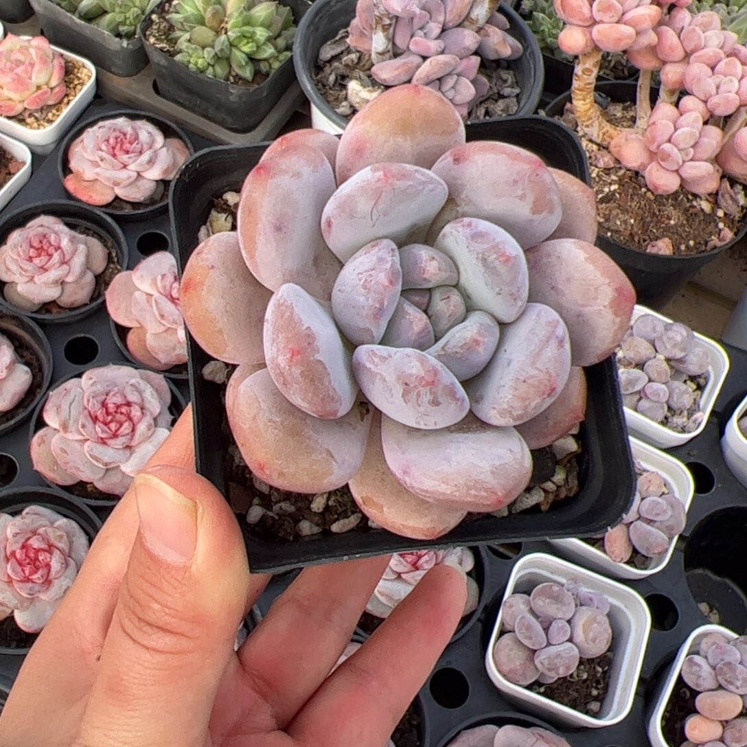 友***子381多肉植物组合盆栽