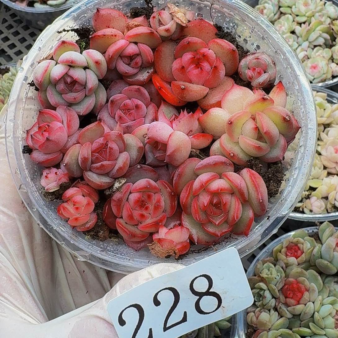 多肉植物多肉植物228