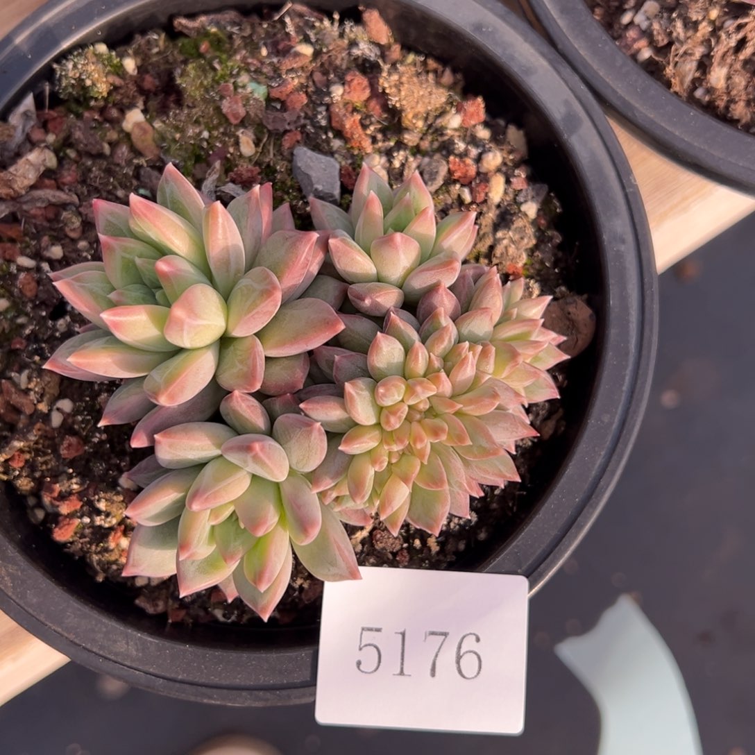 可*?5176肉肉肉肉肉肉肉肉肉肉