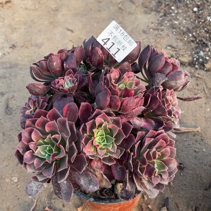 411金丝雀绣球4法师