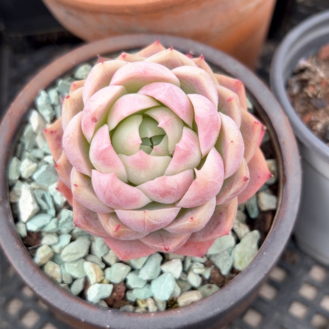 孤星（满38包邮）多肉