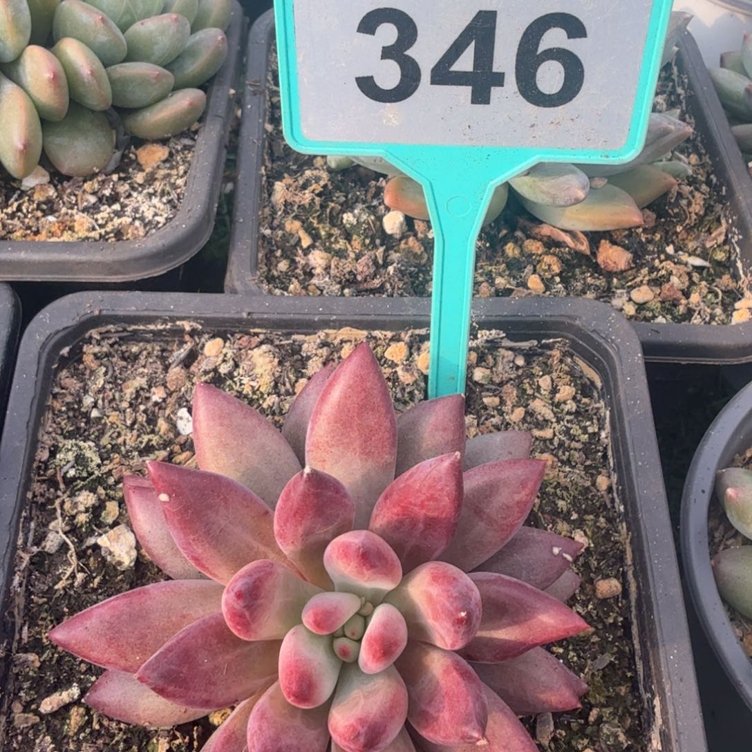 多肉植物漂亮多肉346