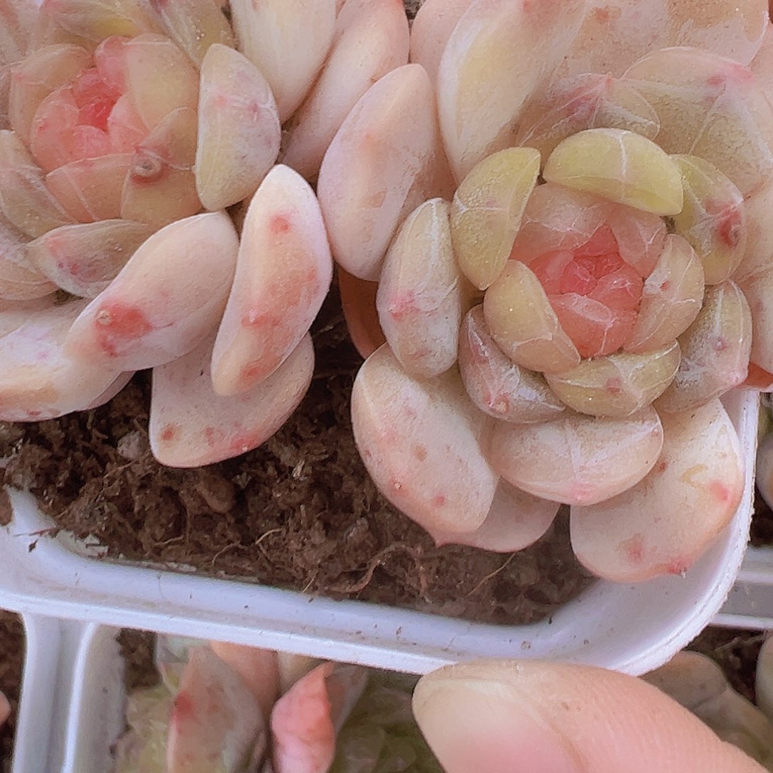 双头彩恋19包邮多肉