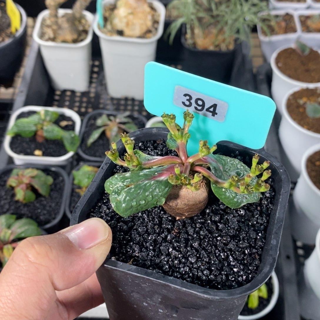 鬼笑大戟多肉植物