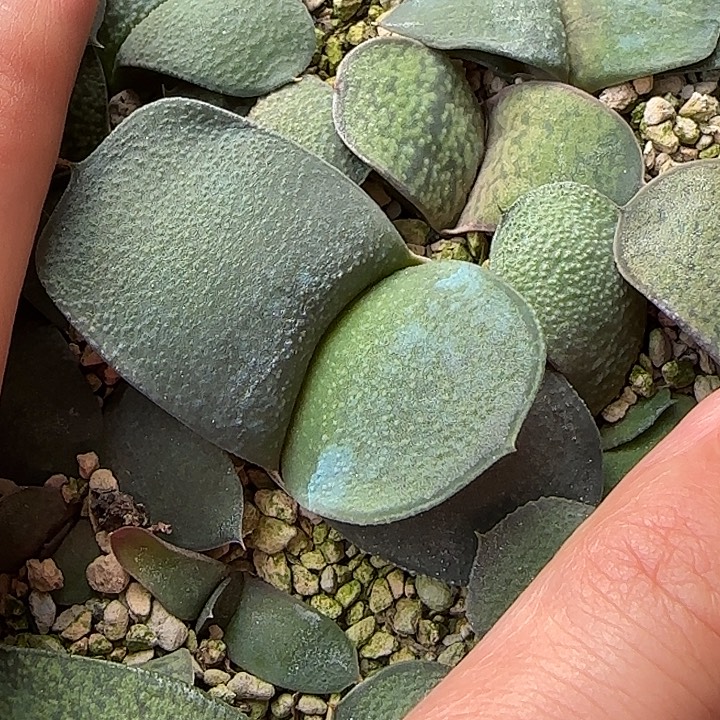 大型霸王龙卧牛亚成株