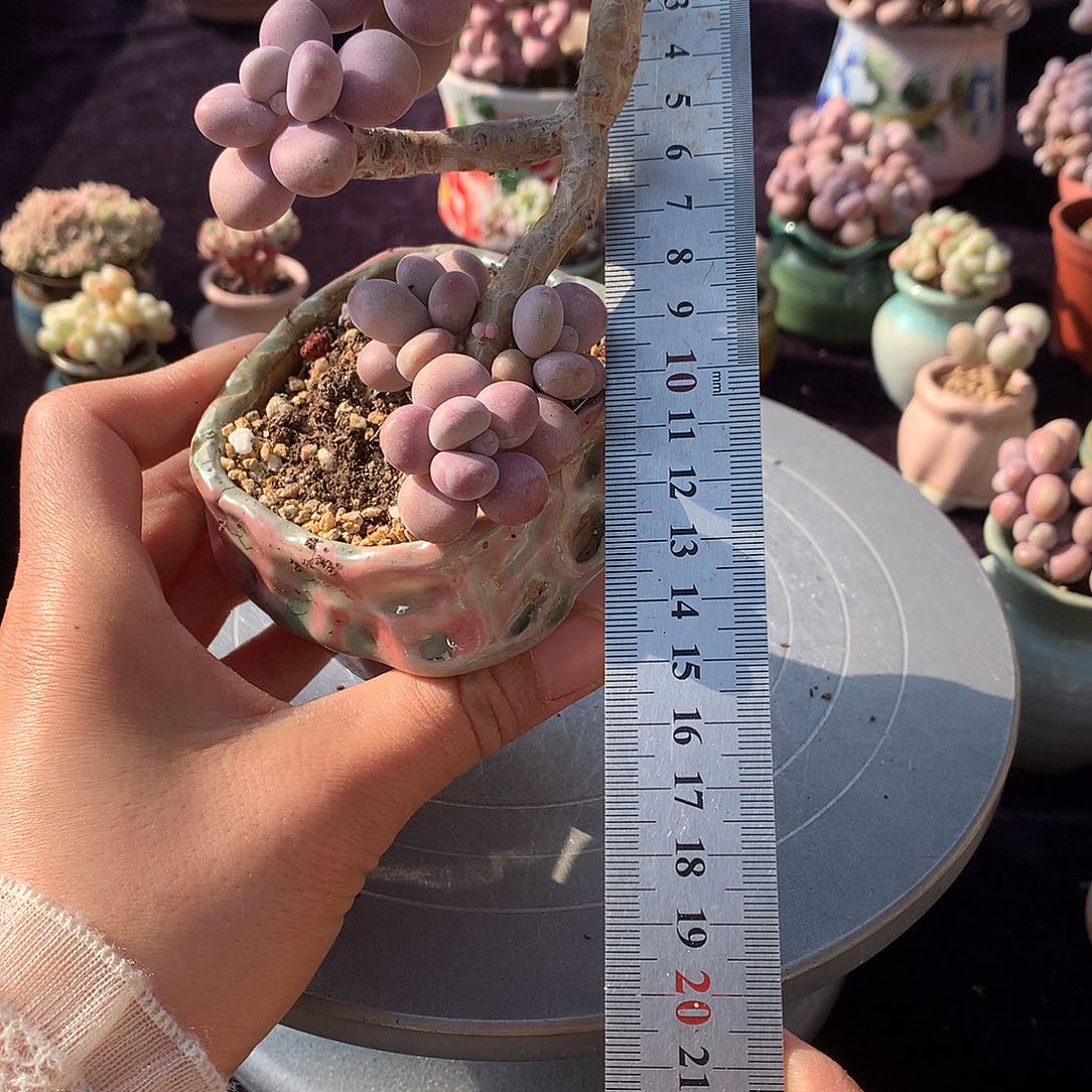 65号带盆偏远地区不包邮的