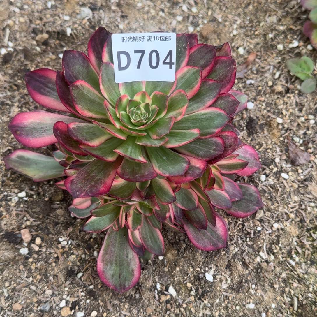 704黑魔锦多肉植物