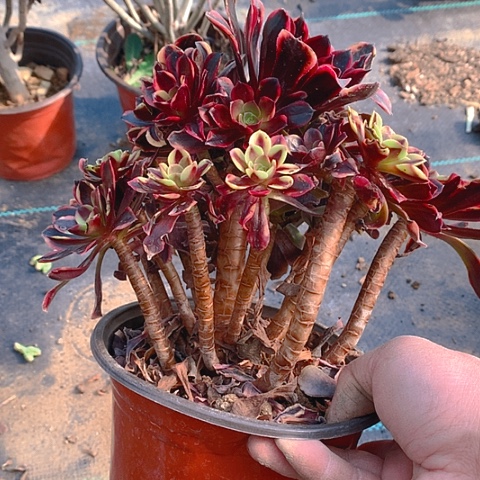 357欧嘉莉多肉植物