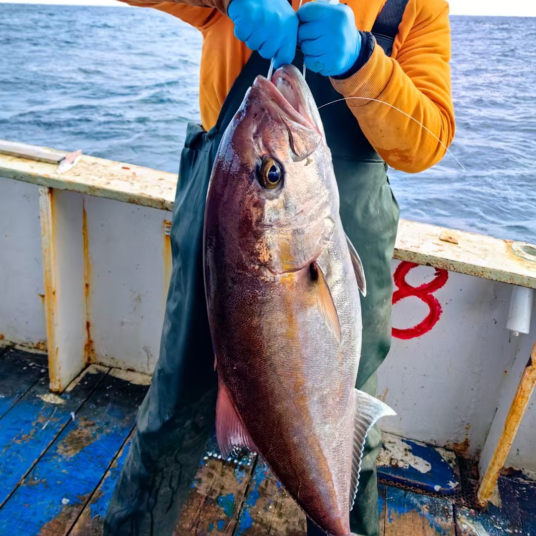 宁波石浦【章红鱼】海钓鱼500克   5-6斤起拍