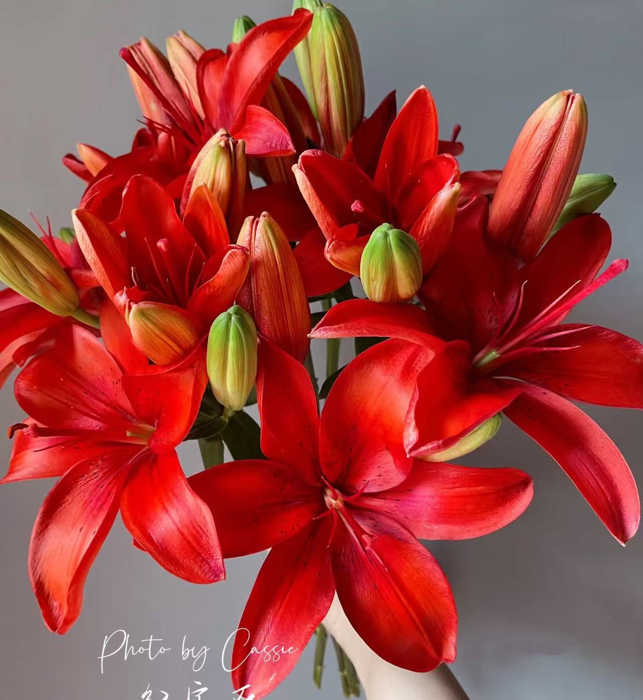 红宝石亚百合无香味--任意两单顺丰包邮（英英鲜花）