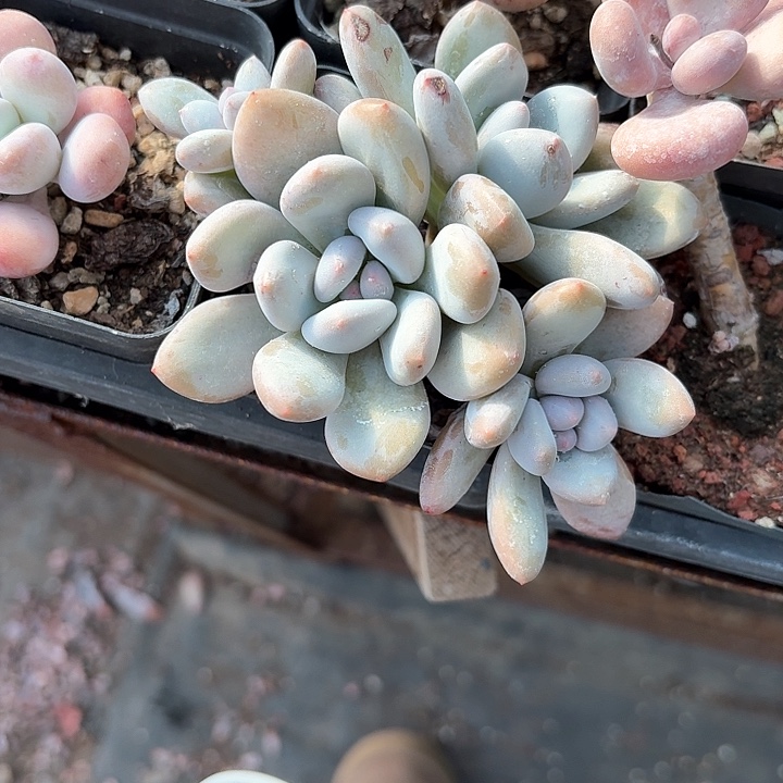 九*三x n z c b z d 378