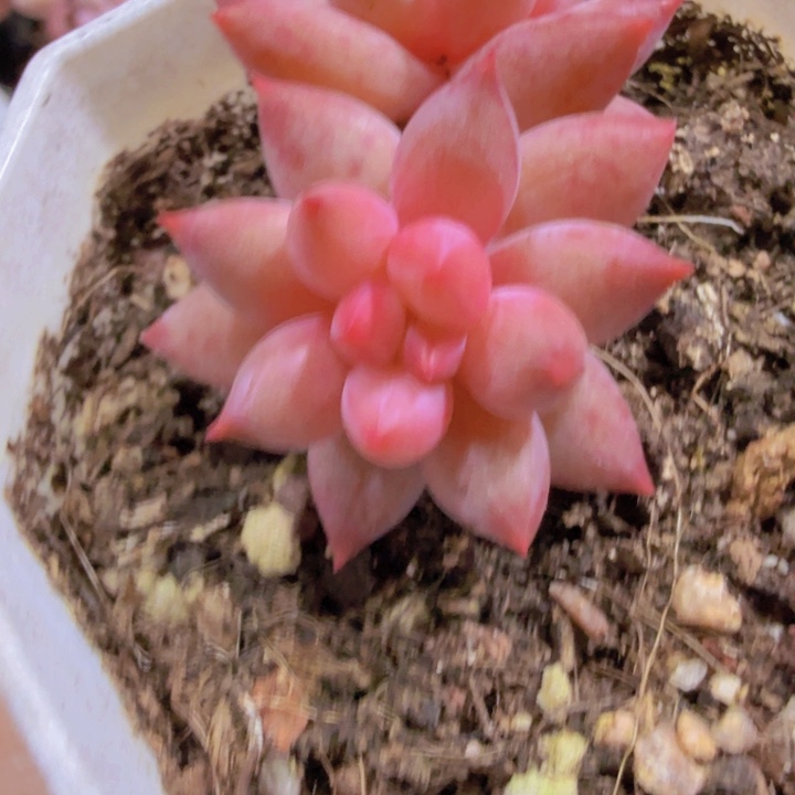 双头虞姬美人一颗