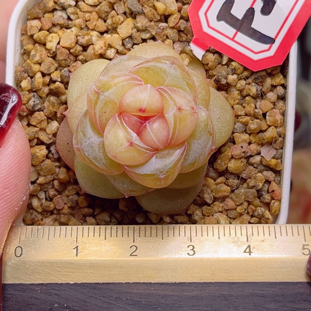 西****猴F227一物一拍 沉香A