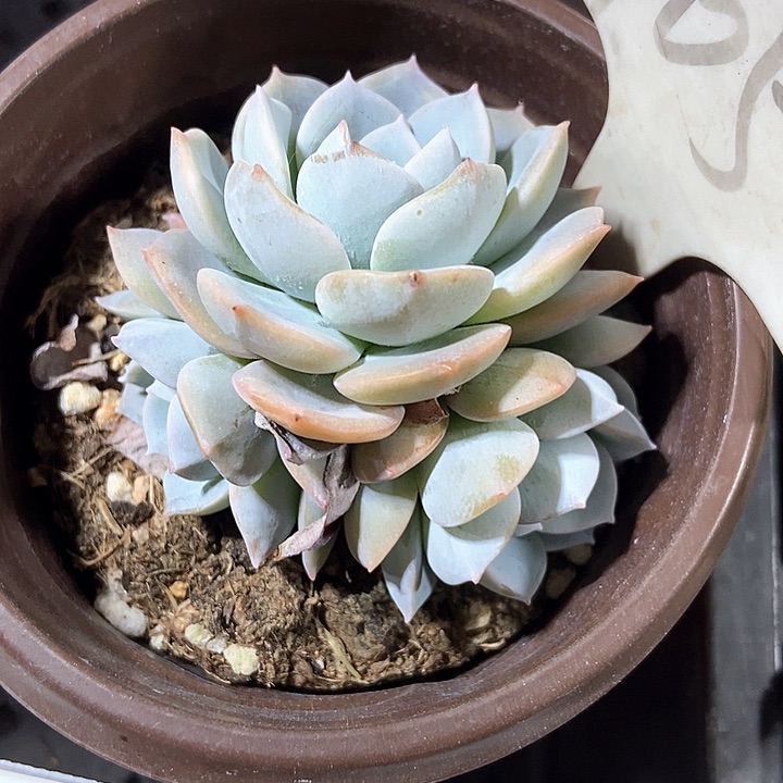 多肉植物白茶1052