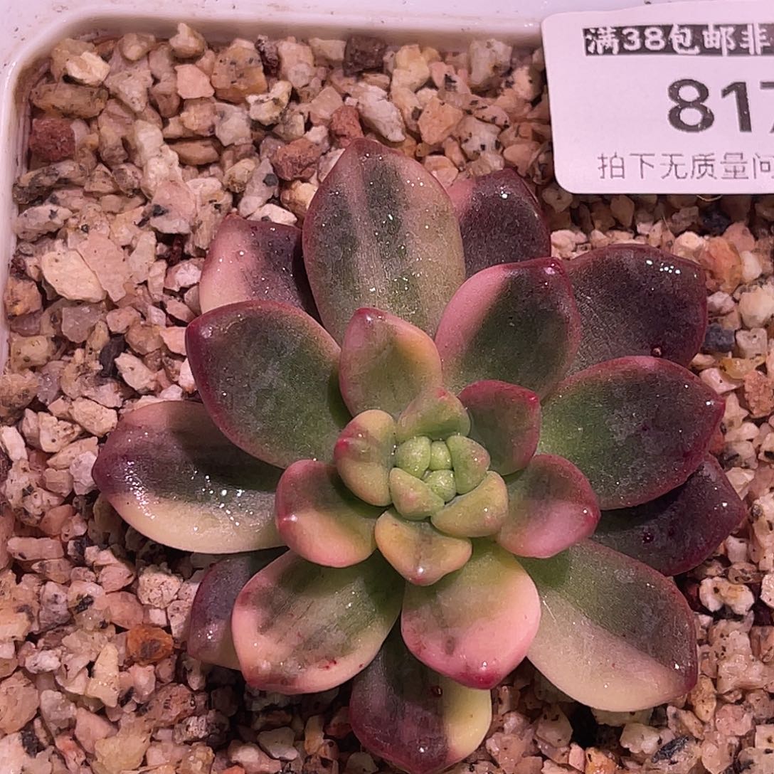 失***控尚品园艺园艺福利锦8172