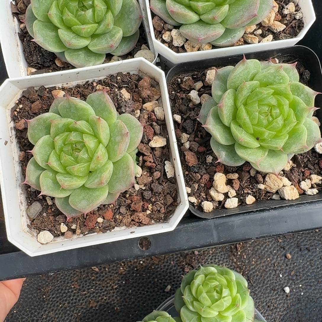 一物一拍一物一拍908-287