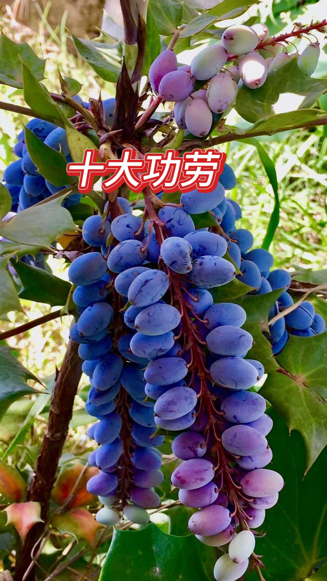 乙肝仙草 茶中之王 十大功劳  八角刺  土黄连绿篱种子