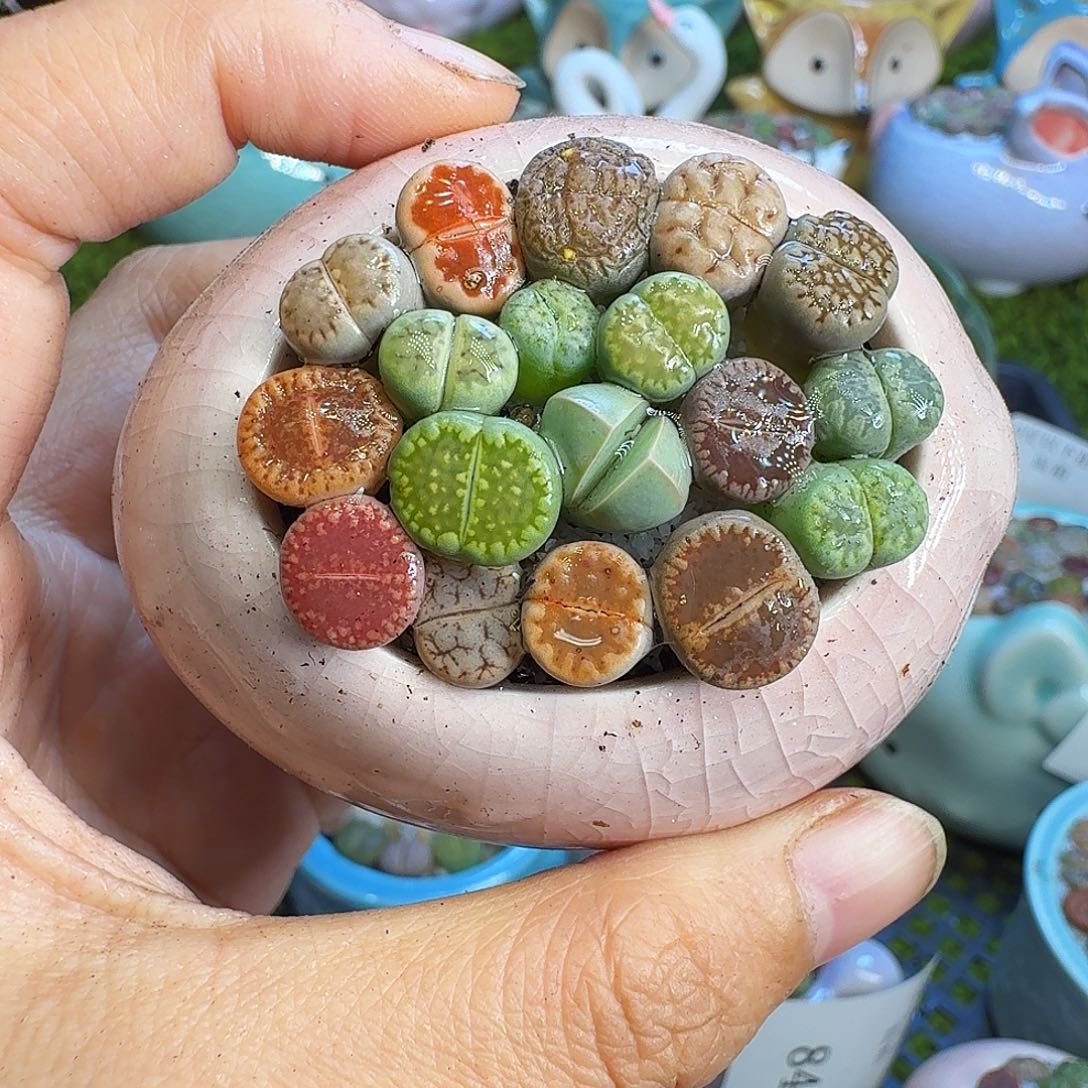 多肉植物福利冲861