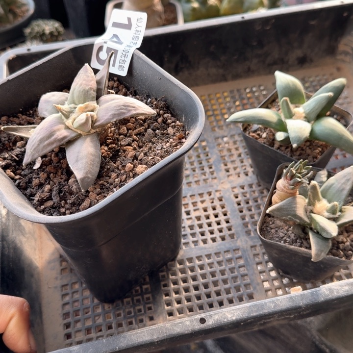 .**z四个实生牡丹仙人球