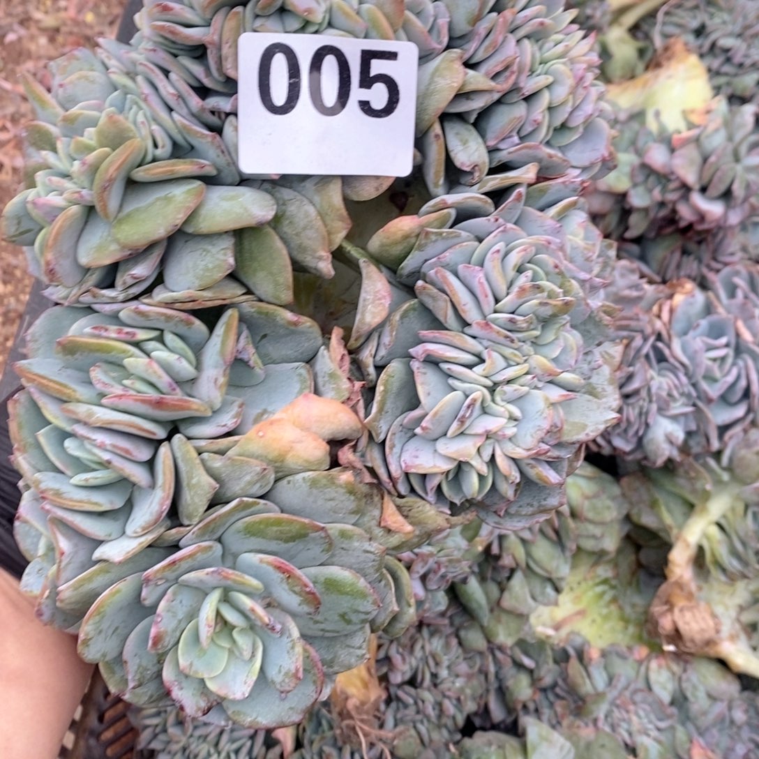 小***号05 白凤缀哇哇呀哇