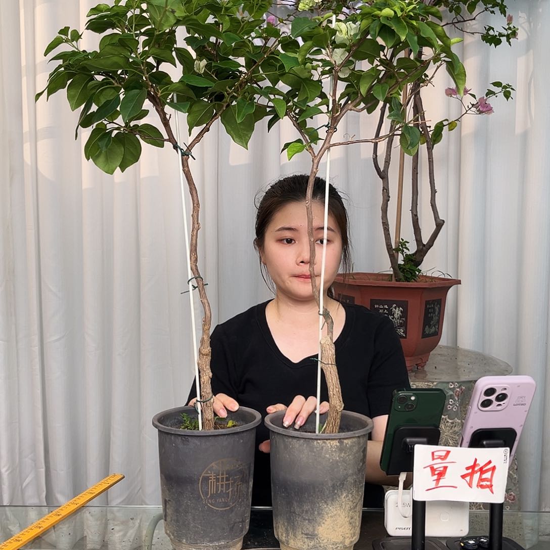 当前无花栽培后可以开花绿樱带竹一颗