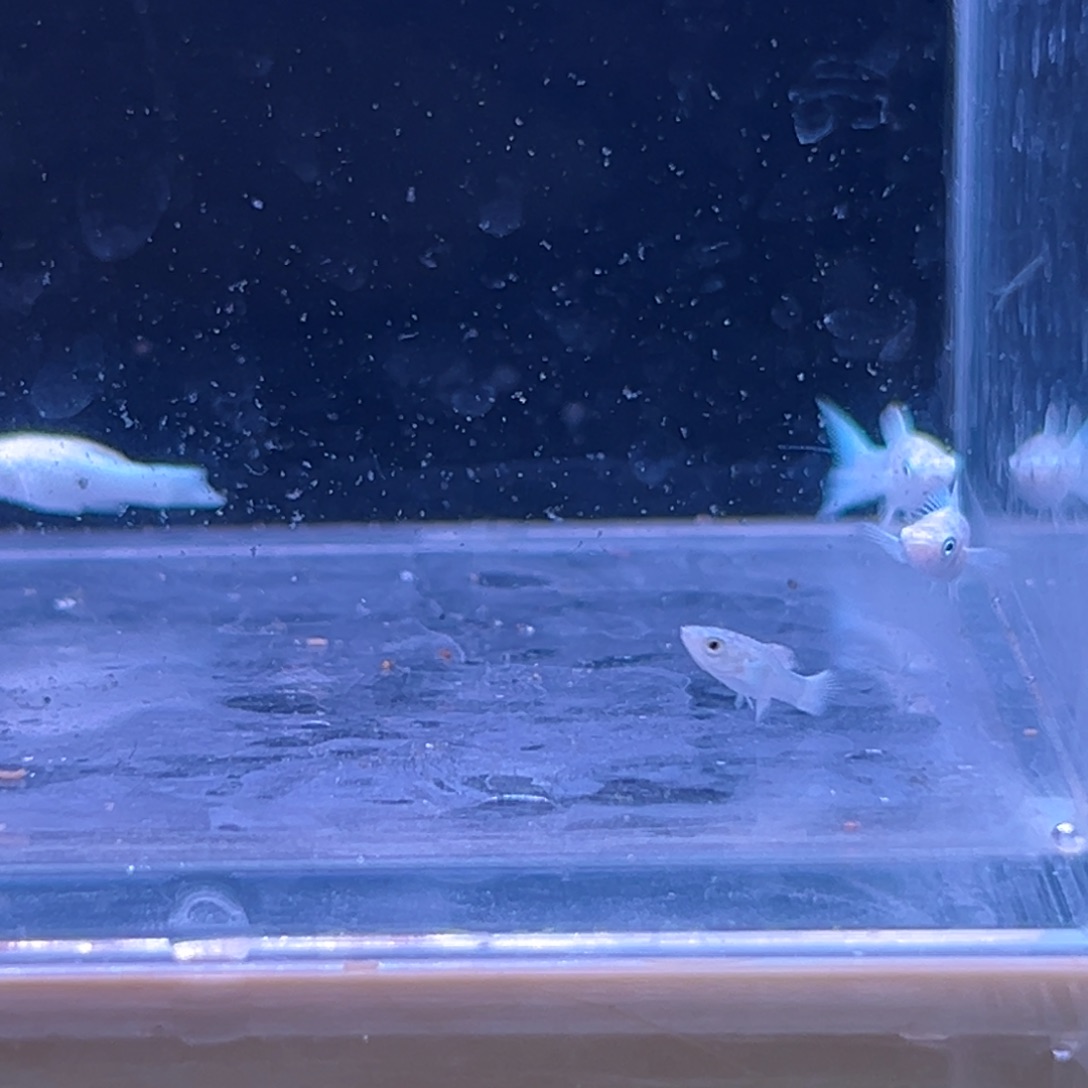 孔雀鱼瓷白玛丽崽两条备损两条