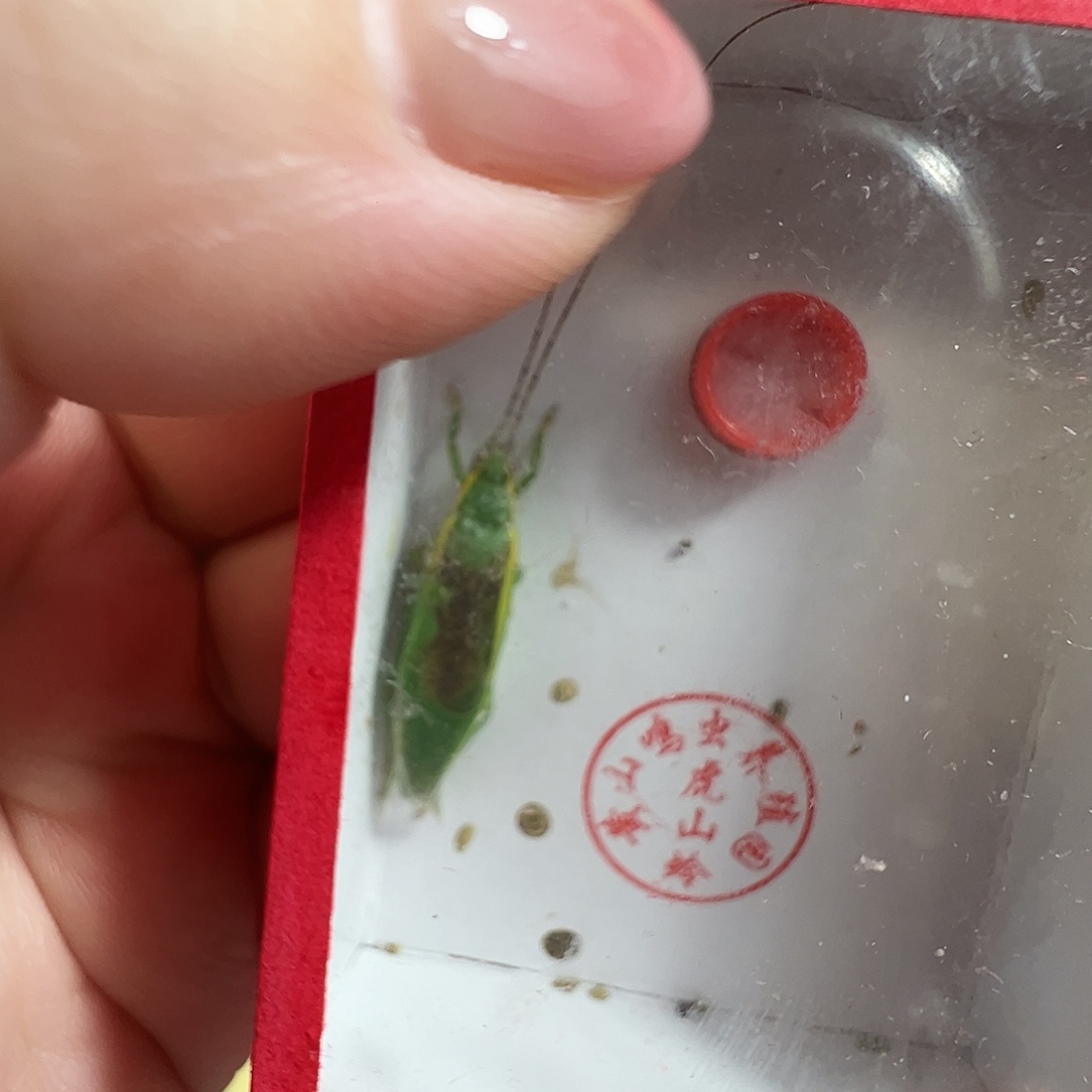 随***生哈哈哈段须绿金钟一个