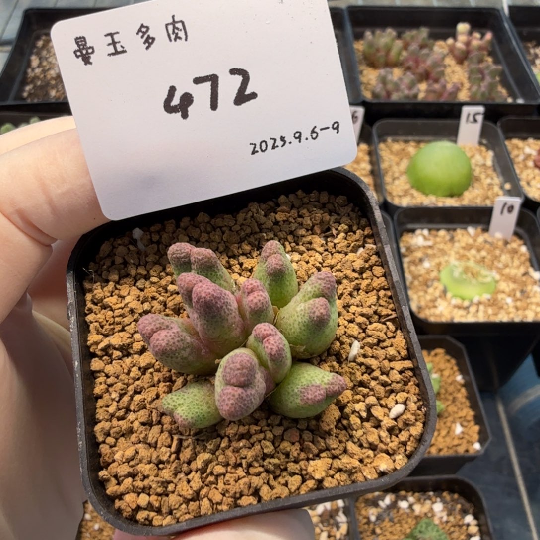 小***妤多肉多肉多肉9-472