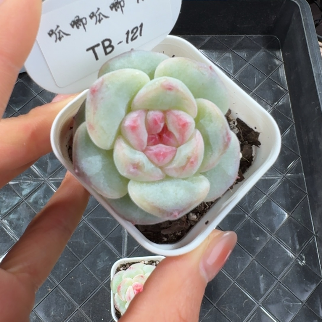 1126-121-软陶单头