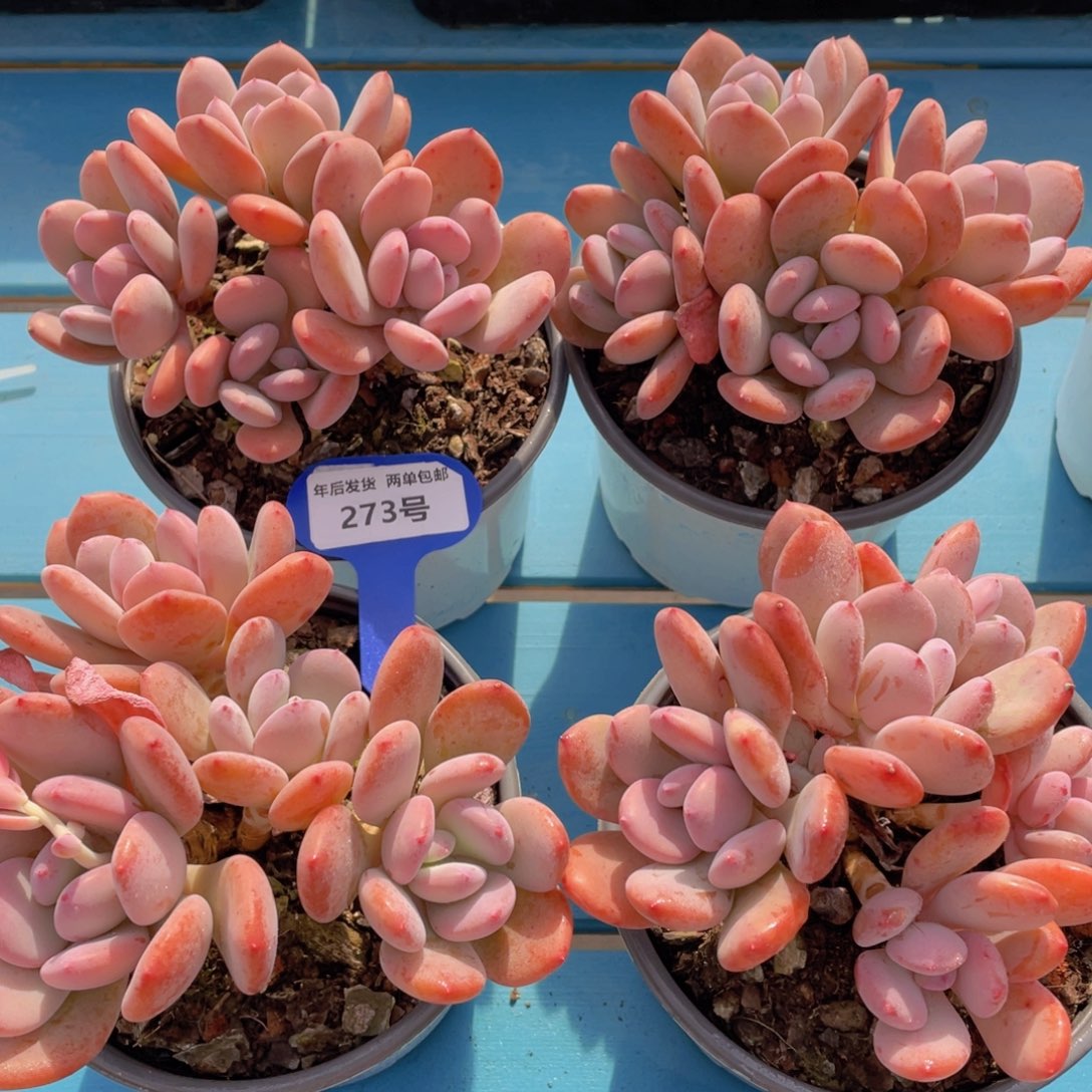 273号母本大老桩灰姑娘大群一个