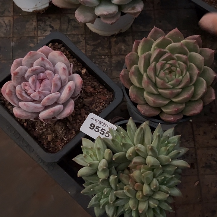 阿雅园艺。       9555三颗
