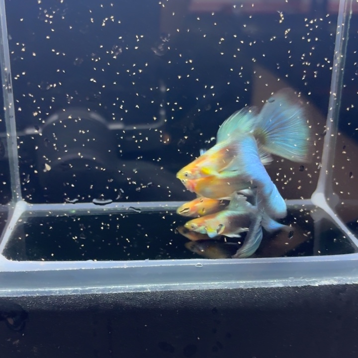 孔雀鱼黄化蓝礼服欧意四对