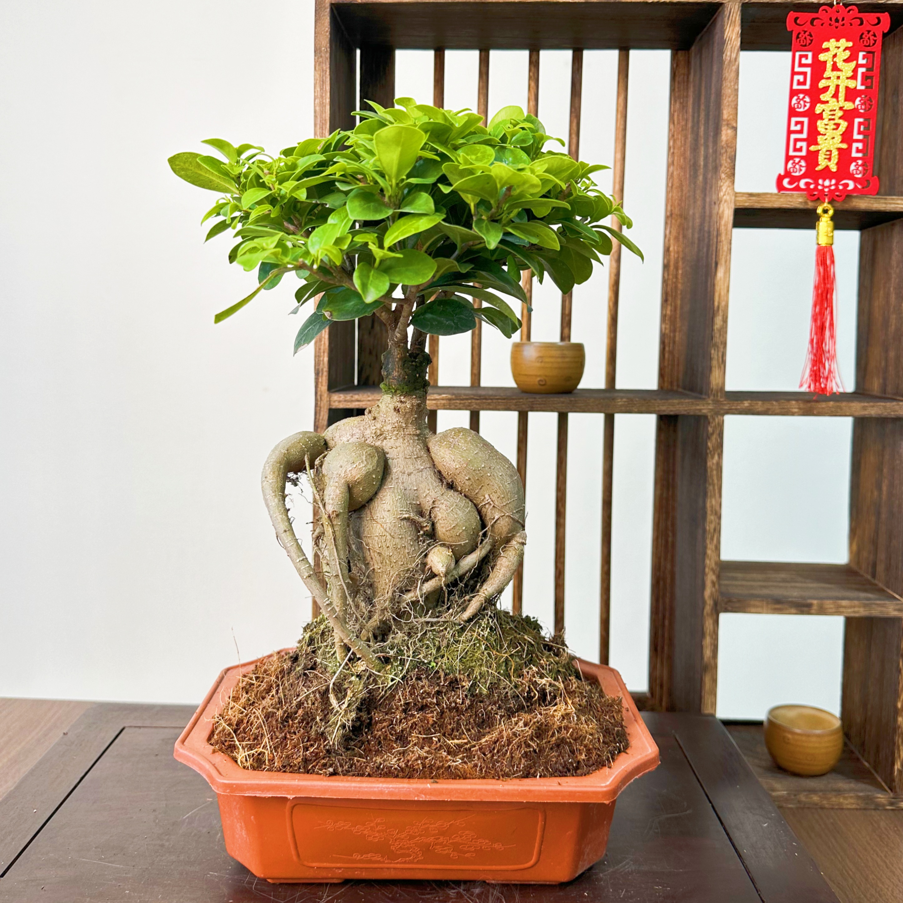 老桩矮霸金钱榕树盆景好养喜水喜阳